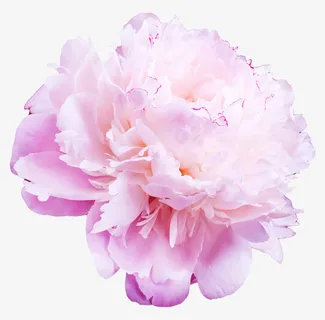 高清蓝色花瓣白色牡丹免抠