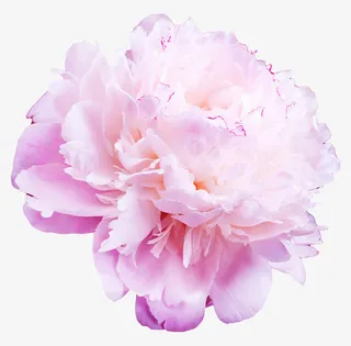 高清蓝色花瓣白色牡丹免抠