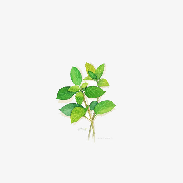 手绘薄荷叶免抠