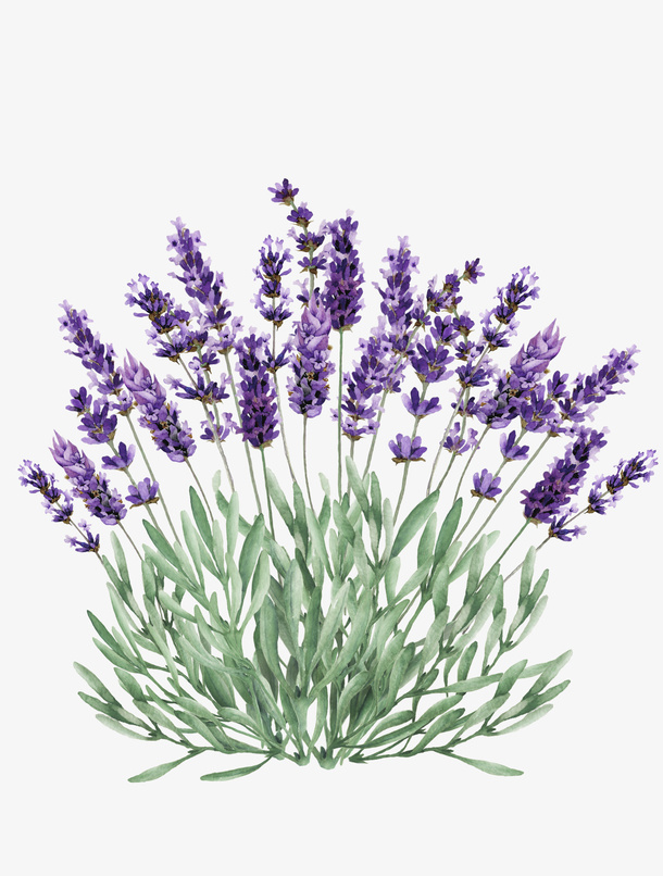 手绘薰衣草花卉装饰免抠