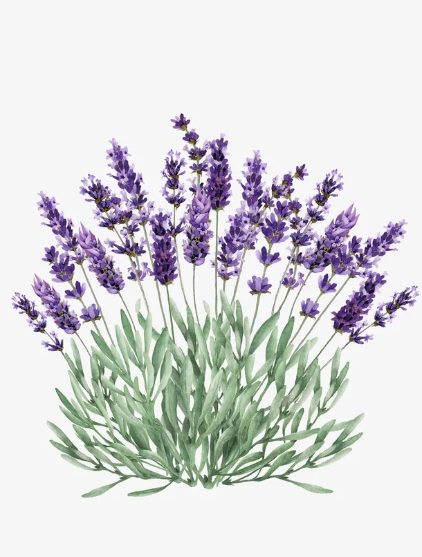 手绘薰衣草花卉装饰免抠