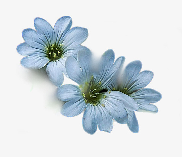 花卉图案矢量花卉素材免抠