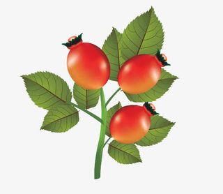 免抠素材玫瑰果图片免抠