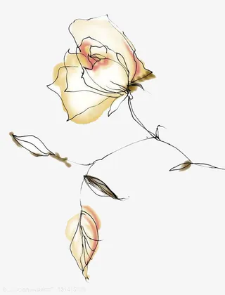 康乃馨水彩画免抠