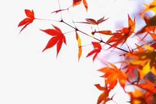 美丽的枫叶免抠