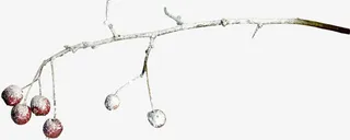 冰雪覆盖树枝免抠