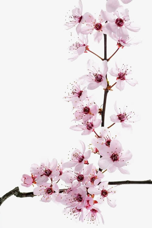 粉色花朵免抠