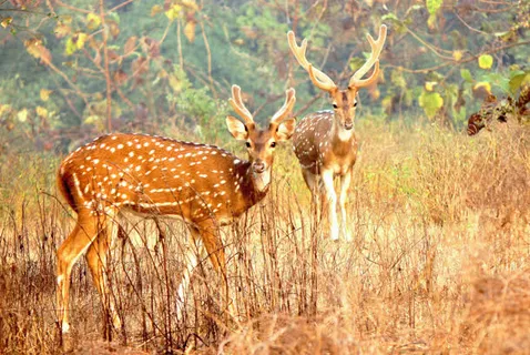 草地里的梅花鹿海报背景 草地里的梅花鹿海报背景