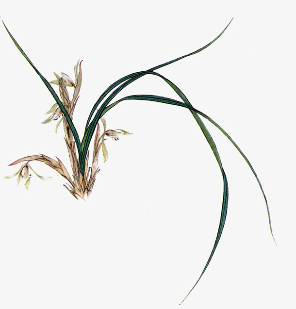 花免抠