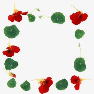 红色花瓣边框免抠