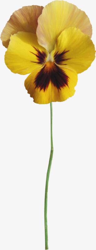 手绘花草素材手绘装饰素材免抠