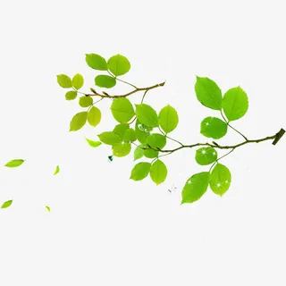 树叶免抠
