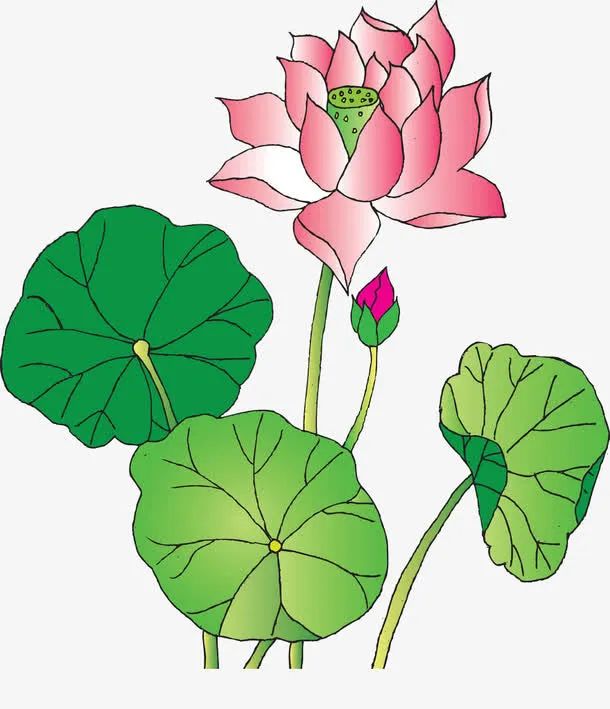 艺术的优美免抠