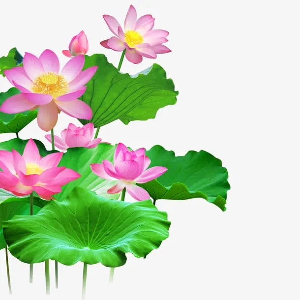 荷花免抠