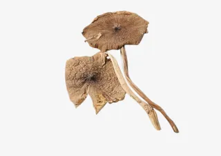 精选优质采摘野生鸡枞菌免抠