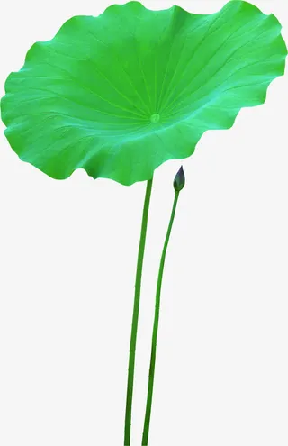 绿色全屏大图荷叶免抠