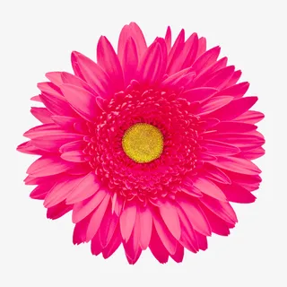 抽象鲜花素材花卉图案素材免抠