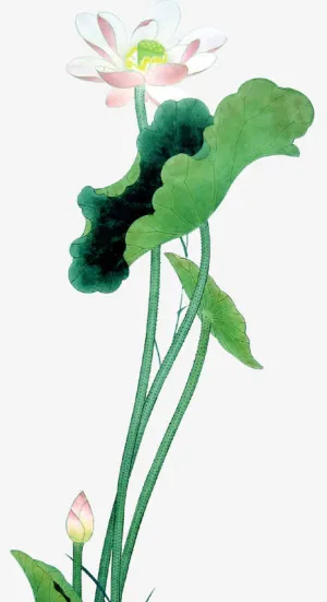国画荷花免抠