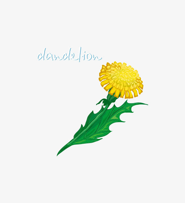 矢量蒲公英花免抠