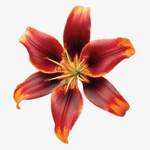 花朵免抠
