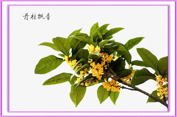 桂花茂盛免抠