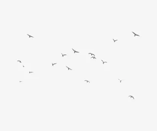 燕子 大雁 小鸟 雄鹰 春天 飞翔免抠动植物动物元素