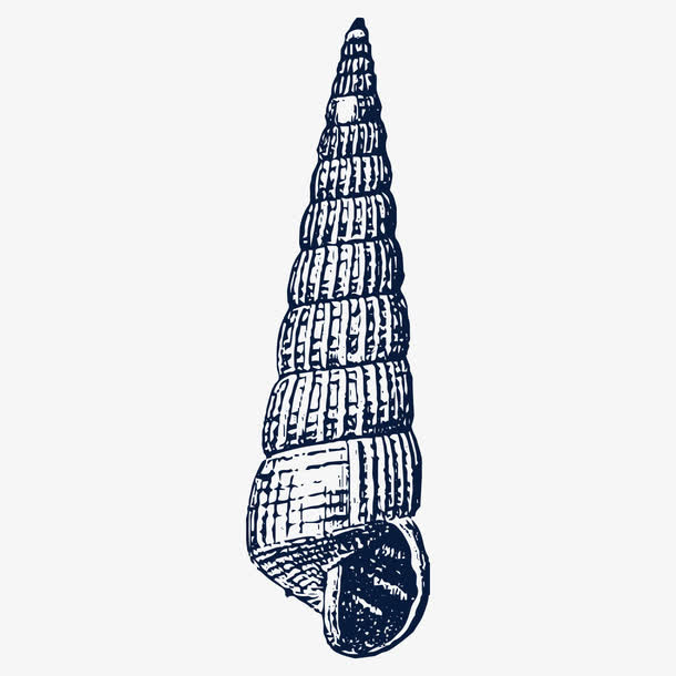 手绘尖海螺贝壳素描免抠