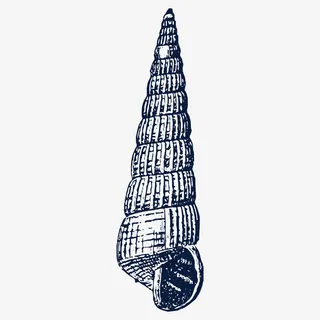 手绘尖海螺贝壳素描免抠