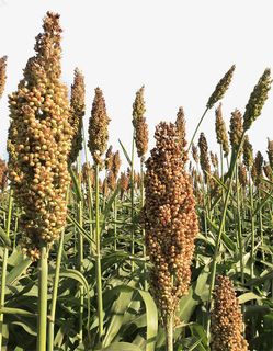 大片高粱地免抠