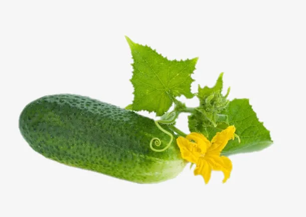 绿色简约美食蔬菜黄瓜免扣图免抠