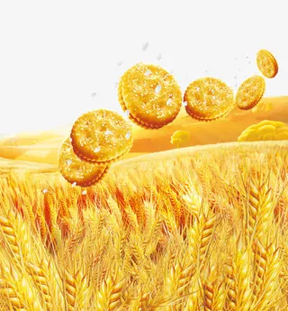 金色燕麦小麦麦子饼干免抠