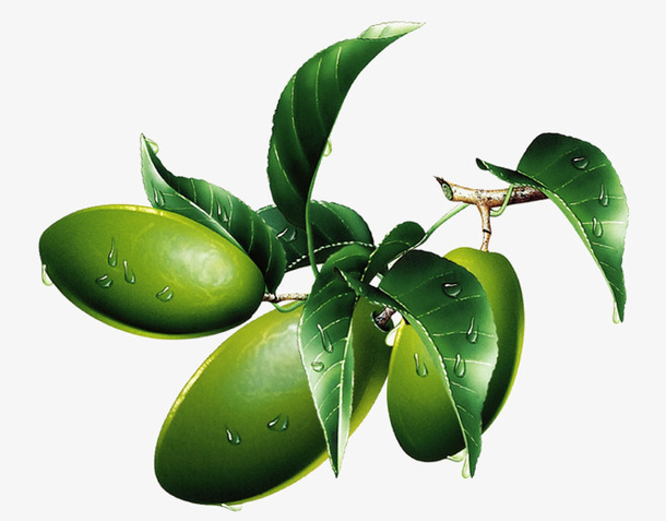 树枝免抠