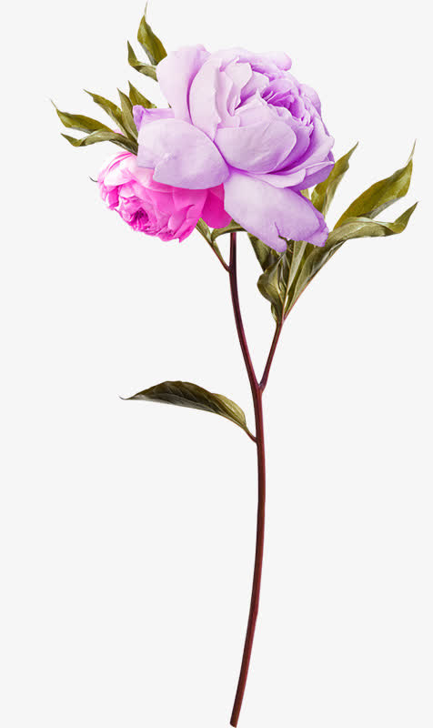 紫色花朵免抠