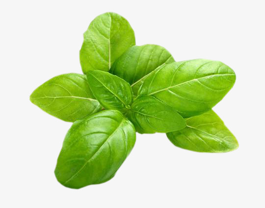 绿色新鲜罗勒叶免抠动植物植物元素