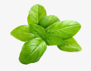 绿色新鲜罗勒叶免抠动植物植物元素