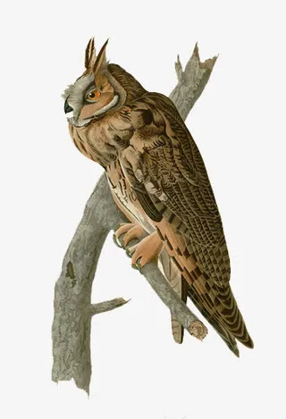 手绘猫头鹰素材免抠