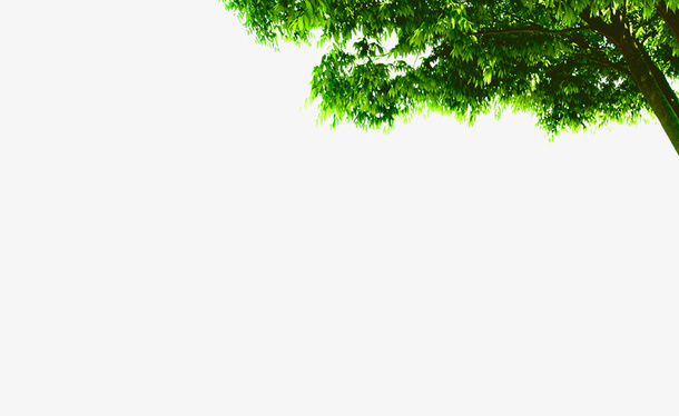 绿色树木免抠