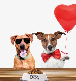 狗粮广告设计用素材免抠