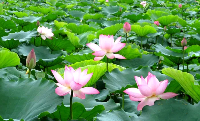 夏日的美丽荷花高清