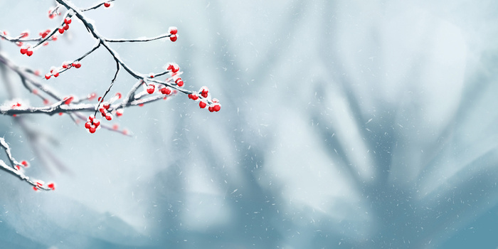 冬季雪天红梅高清