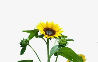 盛开的向日葵免抠