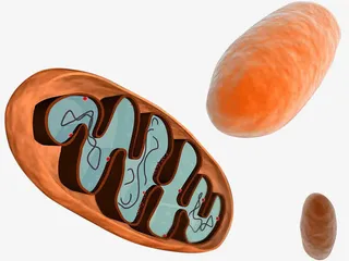 逼真的生物细胞线粒体放大效果图免抠