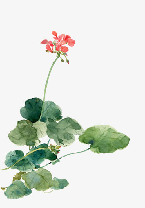 手绘野花免抠