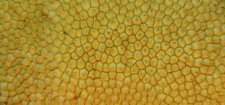 哈密瓜皮肤纹理免抠