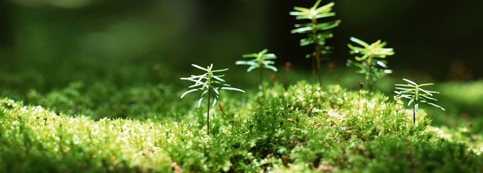 清新的绿芽特写背景高清