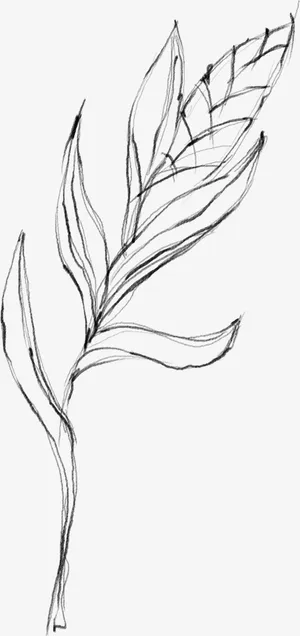 水墨植物元素24免抠