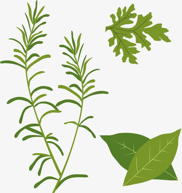 绿叶植物合集免抠