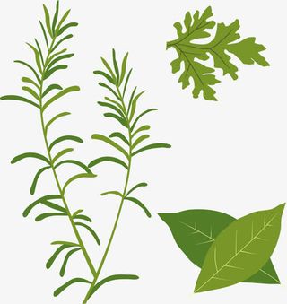 绿叶植物合集免抠