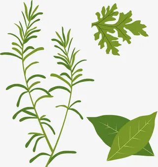 绿叶植物合集免抠