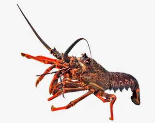 进口野生澳洲大龙虾免抠